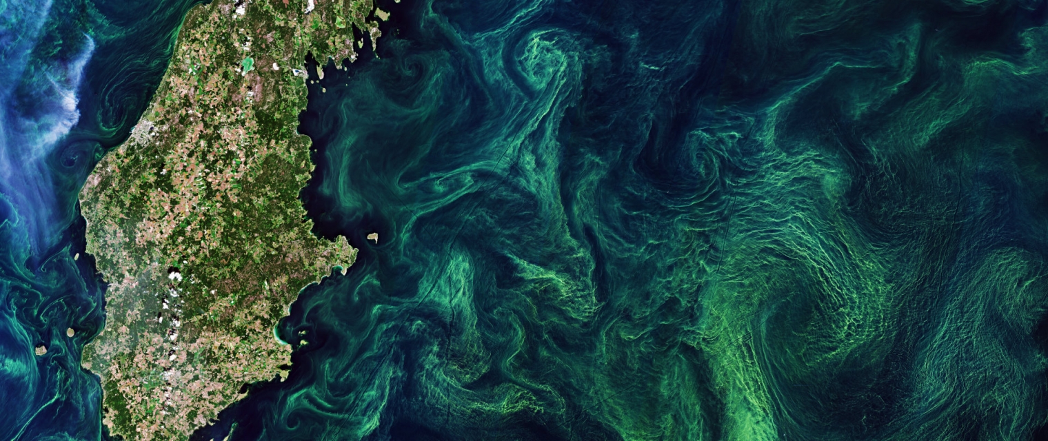 EO based phytoplankton biomass service